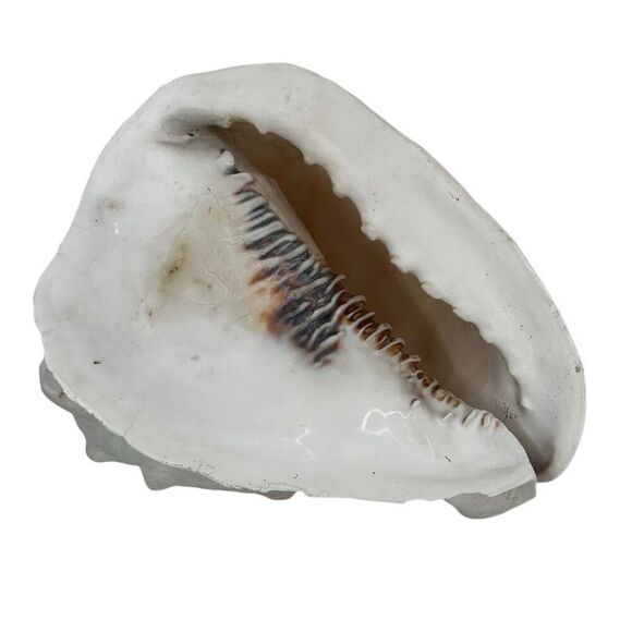 Seashell Helmet Conch Shell Cassis Cornuta Rare Beach Ocean Nautical Decor - Picture 1 of 11
